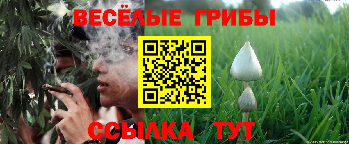 Псилоцибиновые грибы Psilocybe Малоярославец